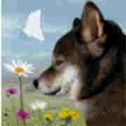 翌日波奇狗的历险记